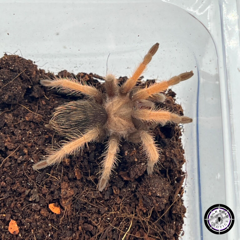 Mexican Red Leg Tarantula Care: Everything You Need to Know