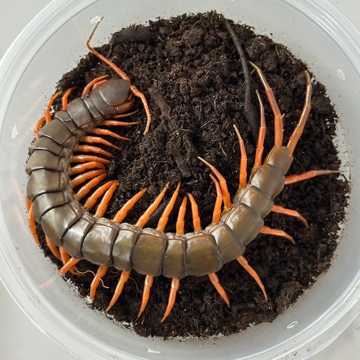 orange-leg-viet_cleanup Orange Leg Vietnamese Centipede (Scolopendra subspinipes) - adult - Live Arrival - Image 1