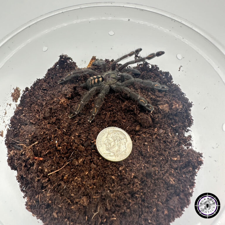 Venezuelan Suntiger Tarantula Care: Everything You Need to Know