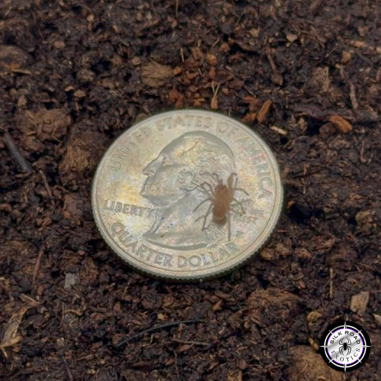 Blue Lightning Tarantula Care: Everything You Need to Know