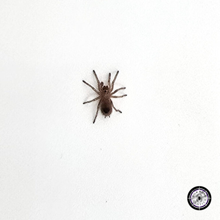 Chilean Flame Tarantula Care: Everything You Need to Know