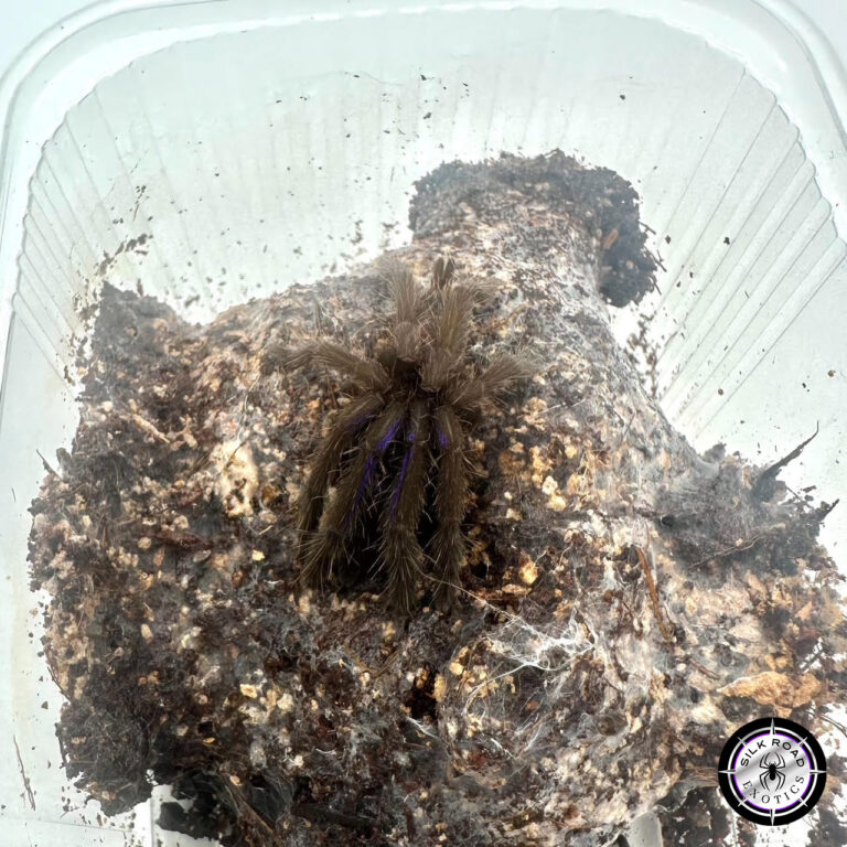 Electric Blue Tarantula Care: Everything You Need to Know