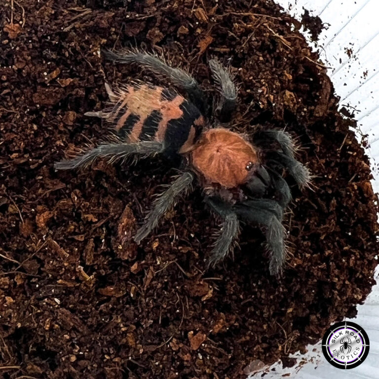 Guatemalan Tiger Rump Tarantula Care: Everything You Need to Know