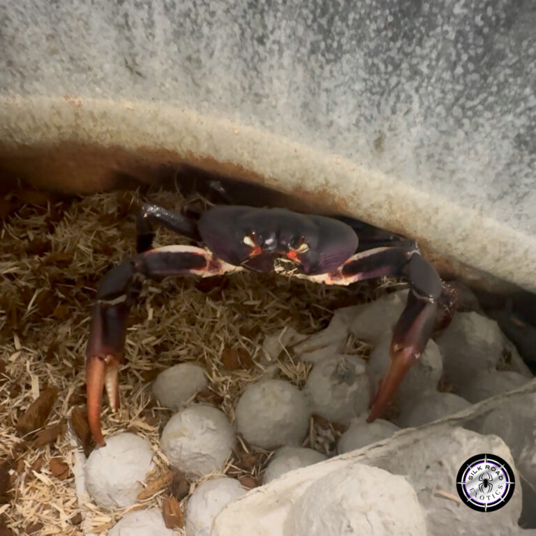 Zombie Crab – to Care: Everything You Need to Know