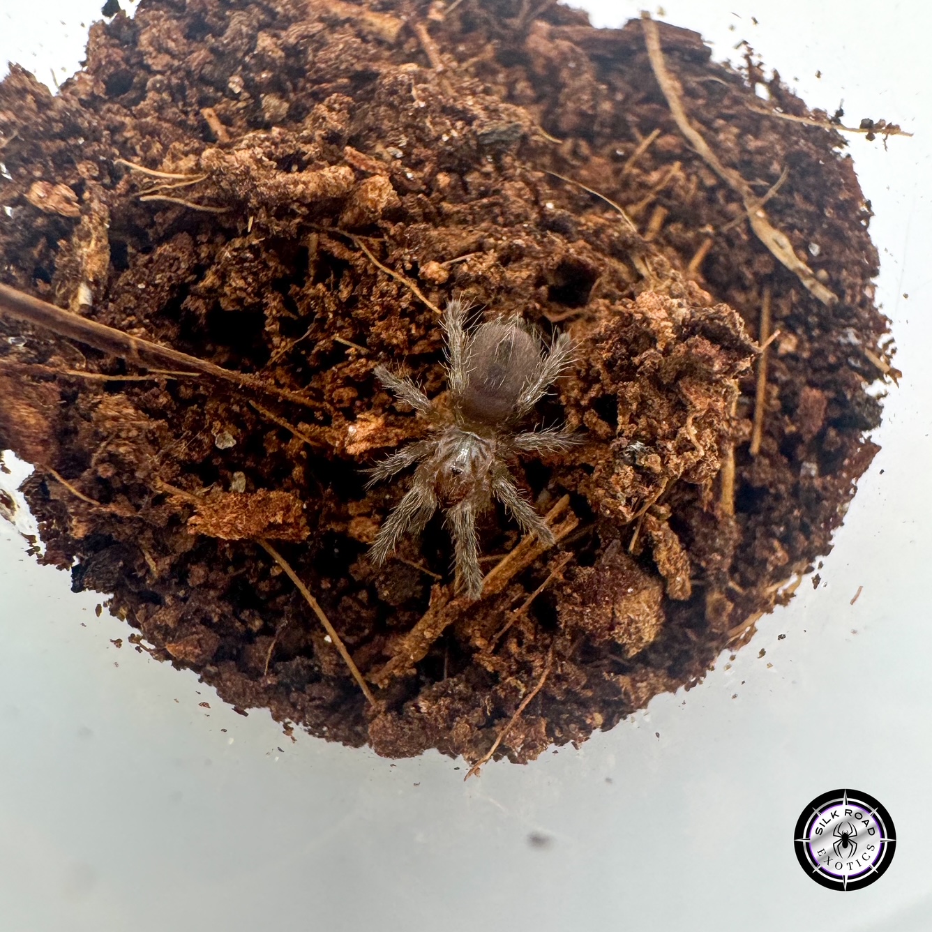 argentine-dwarf-fire Argentine Dwarf Fire Rump Tarantula (Plesiopelma longisternale) - .25 to .35 inch - Image 1