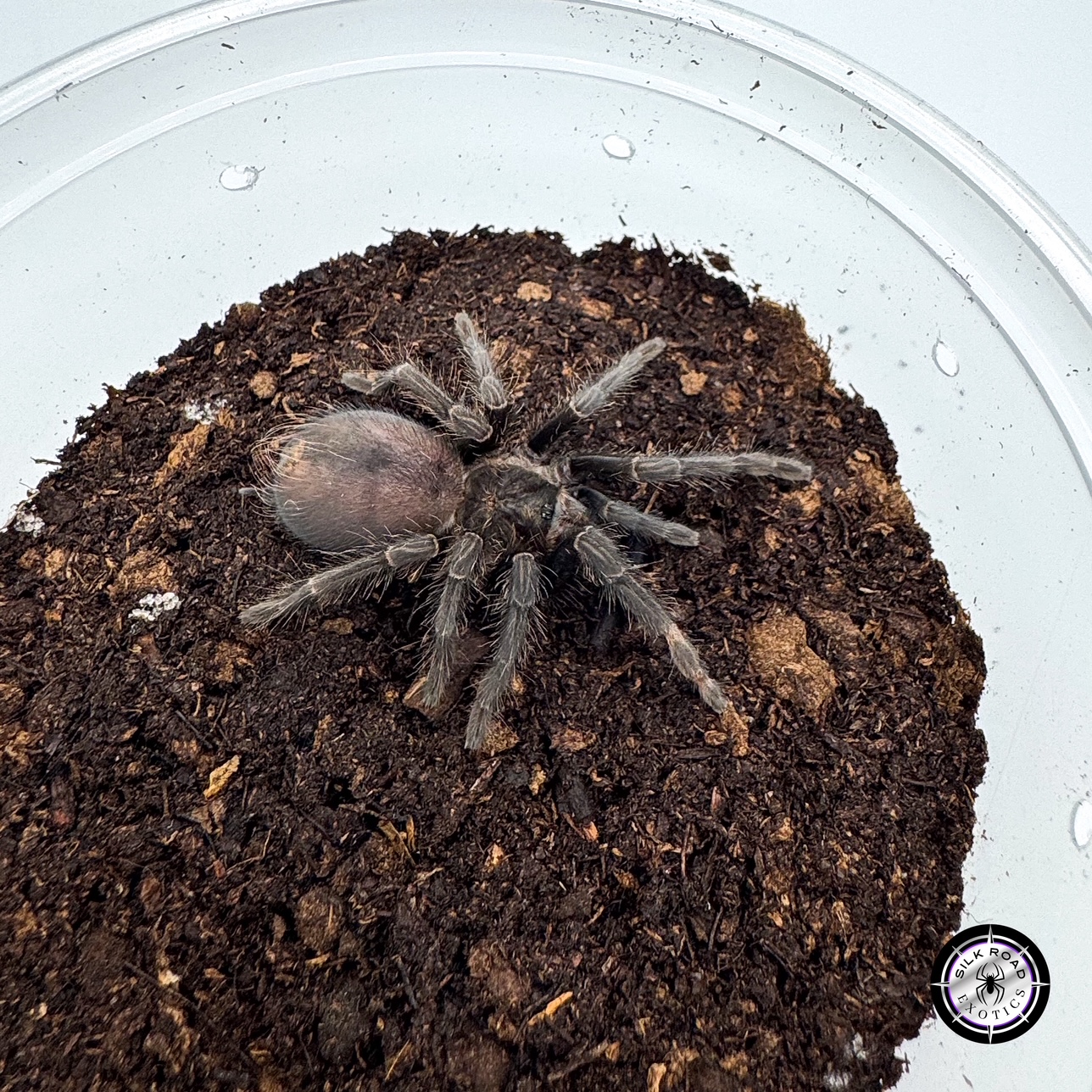 dominican-purple Dominican Purple Tarantula (Phormictopus sp. Dominican Purple) - 2 to 3 inch FEMALE - Image 1