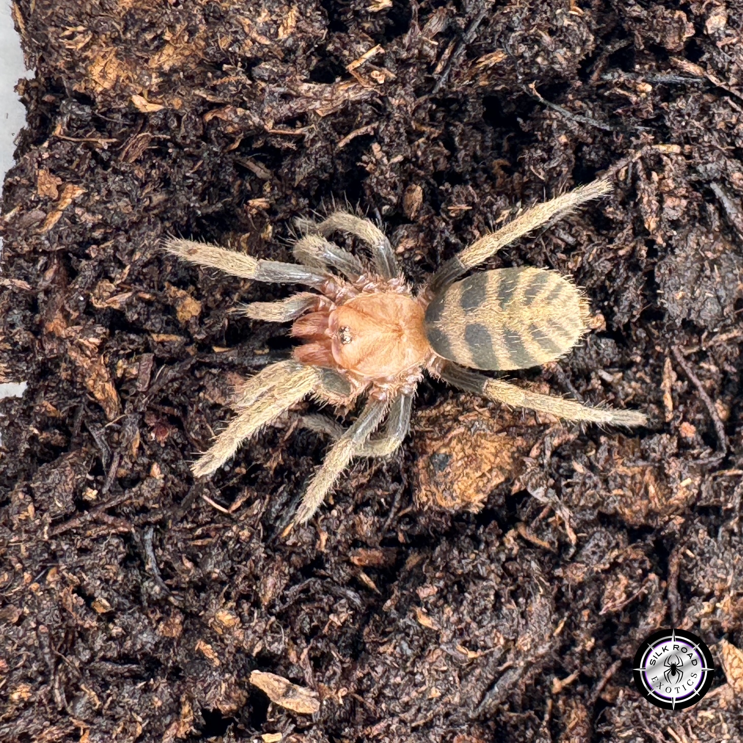 majestic-blue-tiger Majestic Blue Tiger Tarantula (Anqasha sp. Blue) - .5 inch - Image 1