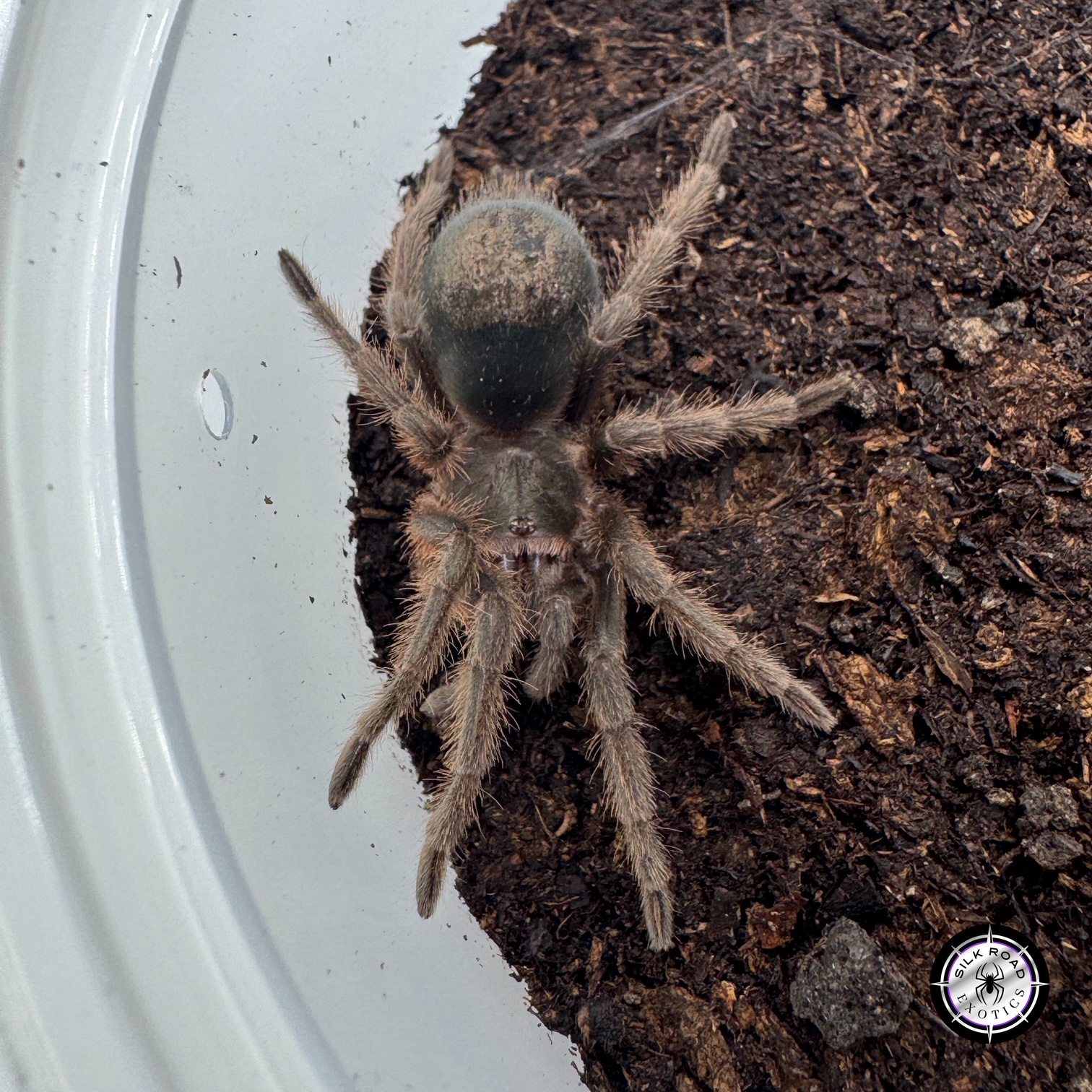 tawny-red Tawny Red Tarantula (Grammostola anthracina) - 1 to 2 inch - Image 1