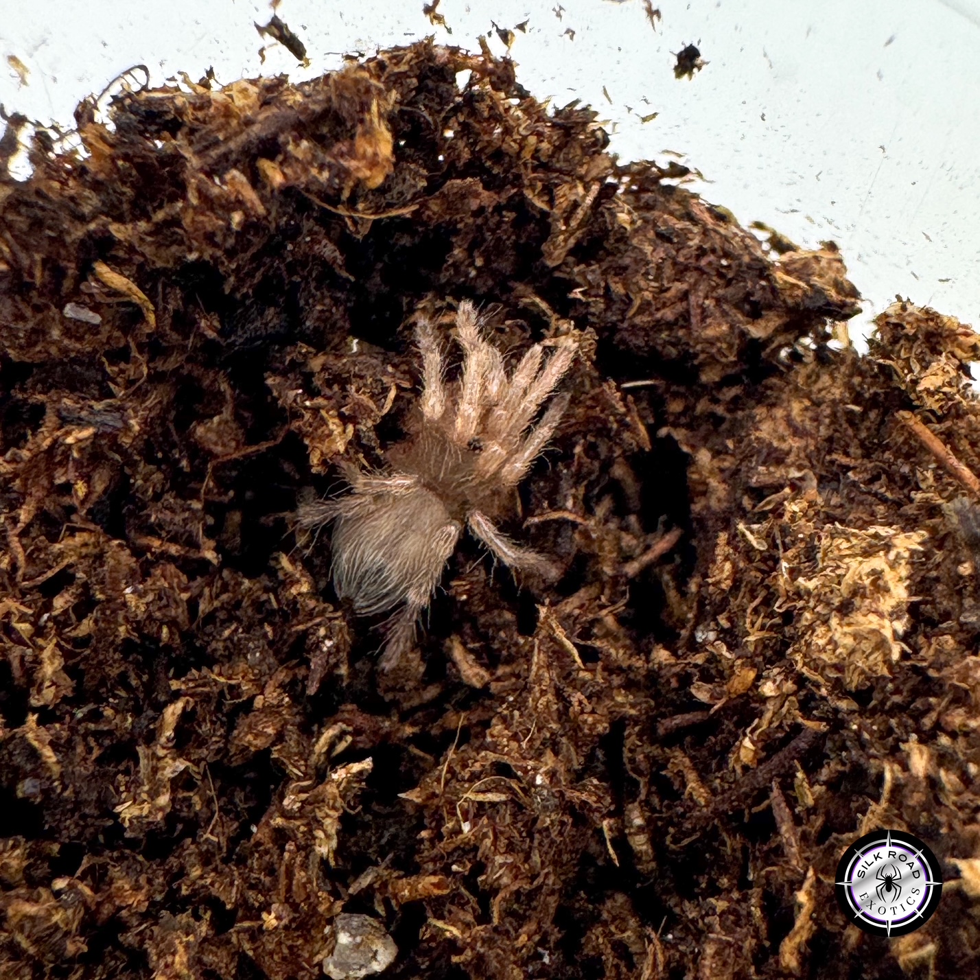 trinidad-copper-top Trinidad Copper Top Tarantula (Spinosatibiapalpus trinitatis) - .25 inch - Image 1