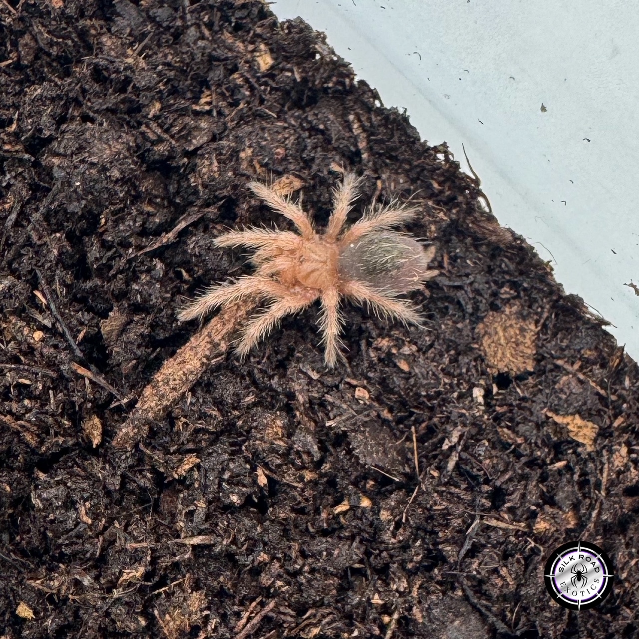 wooly-gold-white Wooly Gold & White Tarantula (Grammostola sp. North) - .25 to .5 inch - Image 1